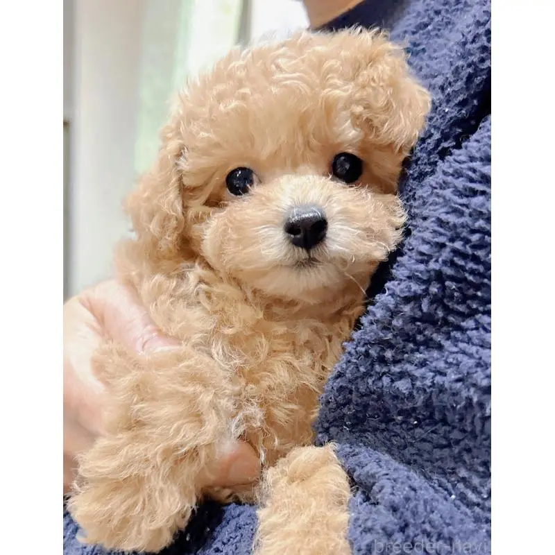 販売中の岐阜県のティーカッププードル-451467の7枚目