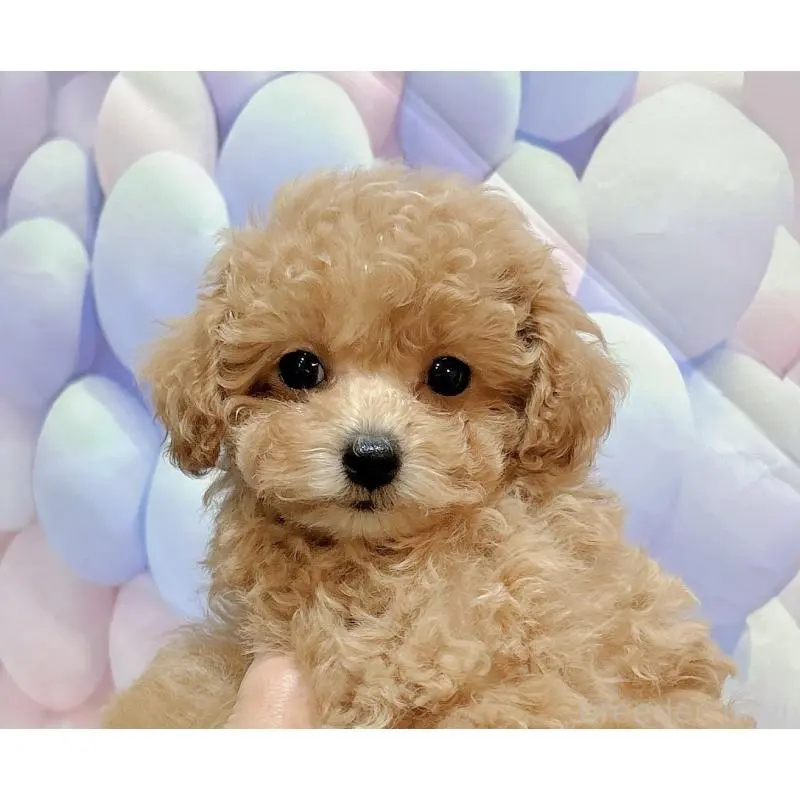 販売中の岐阜県のティーカッププードル-451467の6枚目