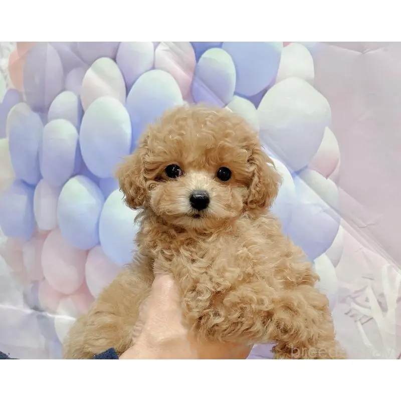 販売中の岐阜県のティーカッププードル-451467の3枚目