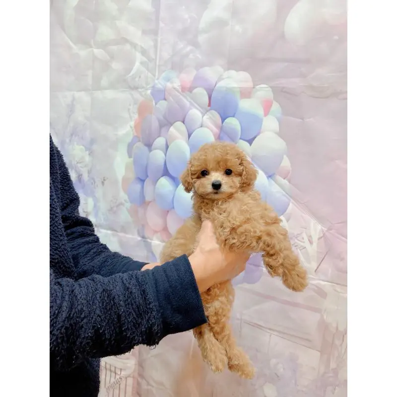 販売中の岐阜県のティーカッププードル-451467の2枚目