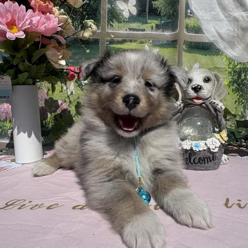 販売中の山梨県のシェットランドシープドッグ(シェルティ)-447233