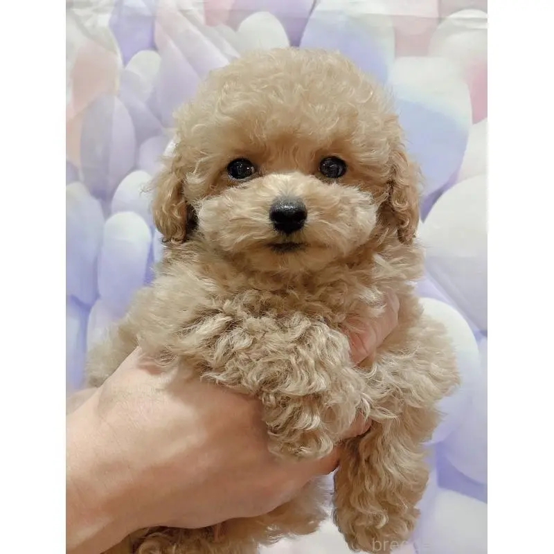 販売中の岐阜県のティーカッププードル-451468の6枚目