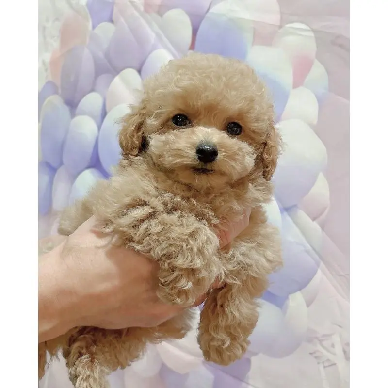 販売中の岐阜県のティーカッププードル-451468の5枚目