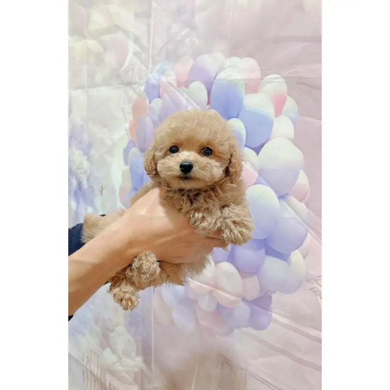 販売中の岐阜県のティーカッププードル-451468の2枚目