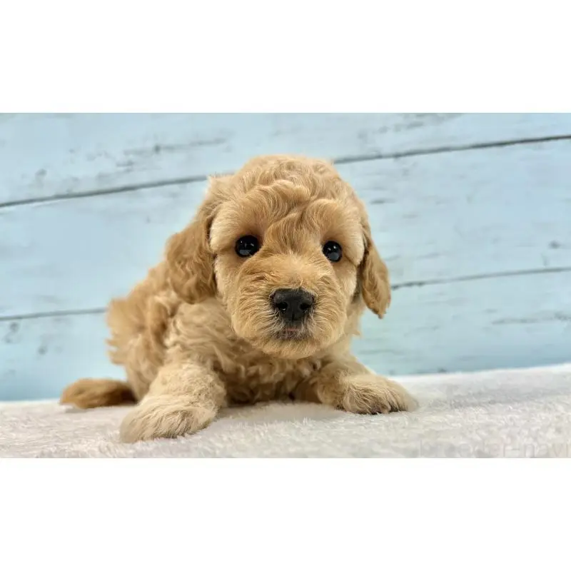 販売中の千葉県のトイプードル-451469の11枚目