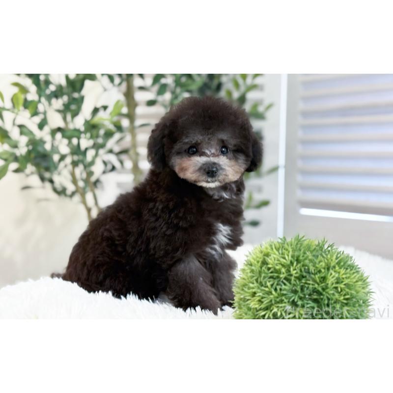 販売中の愛知県のタイニープードル-441240の4枚目