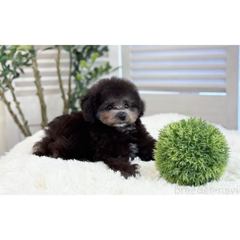 販売中の愛知県のタイニープードル-441240の3枚目