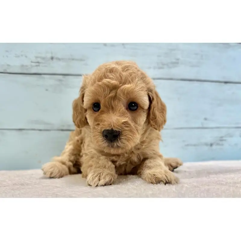 販売中の千葉県のトイプードル-451469の9枚目