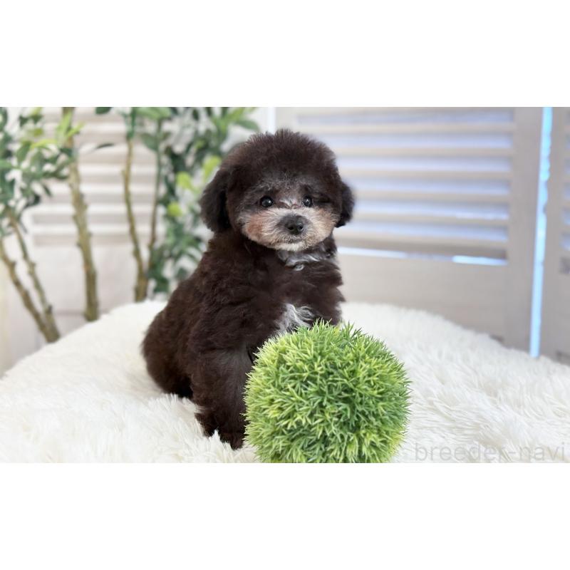 販売中の愛知県のタイニープードル-441240の2枚目