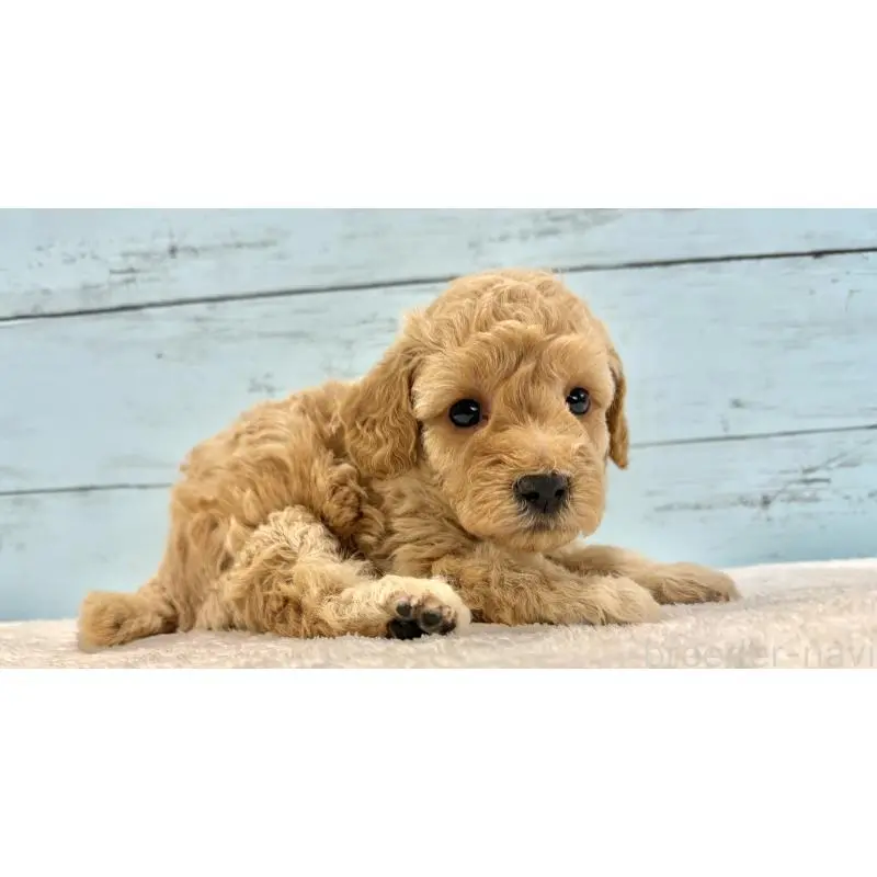 販売中の千葉県のトイプードル-451469の8枚目