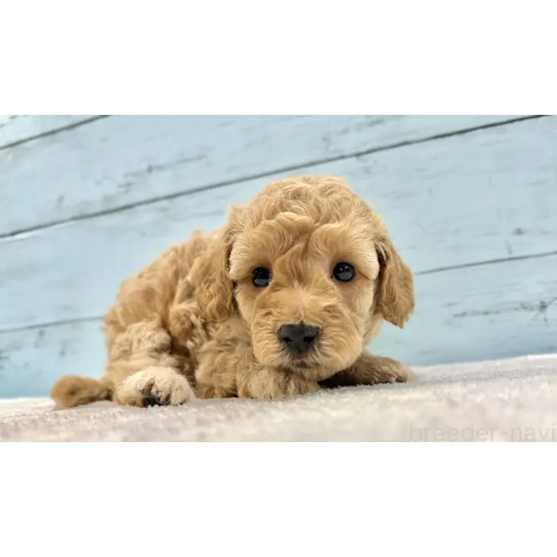 販売中の千葉県のトイプードル-451469の7枚目