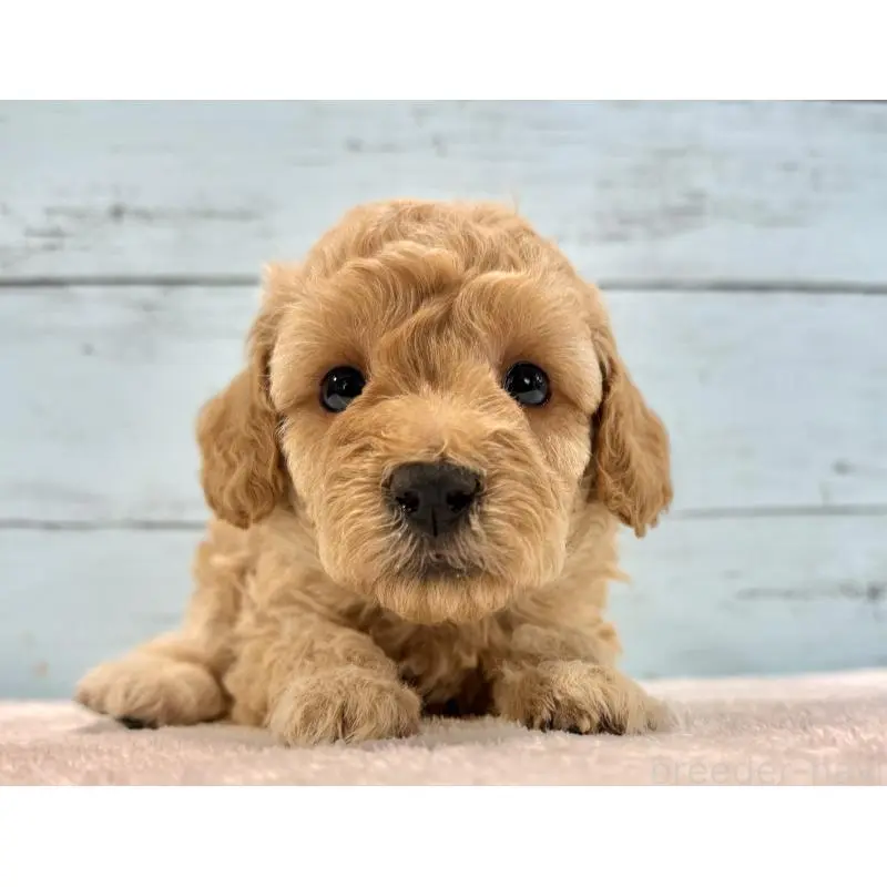 販売中の千葉県のトイプードル-451469の6枚目