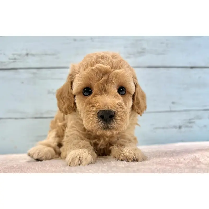 販売中の千葉県のトイプードル-451469の5枚目