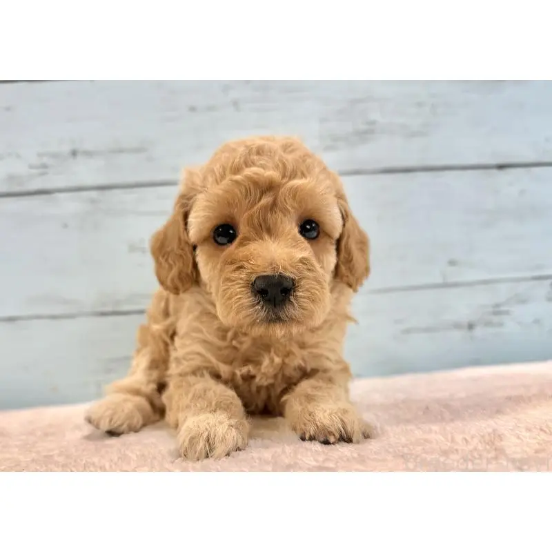 販売中の千葉県のトイプードル-451469の4枚目