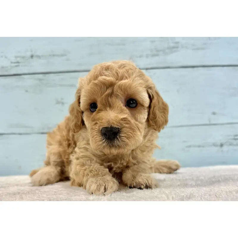 販売中の千葉県のトイプードル-451469の3枚目