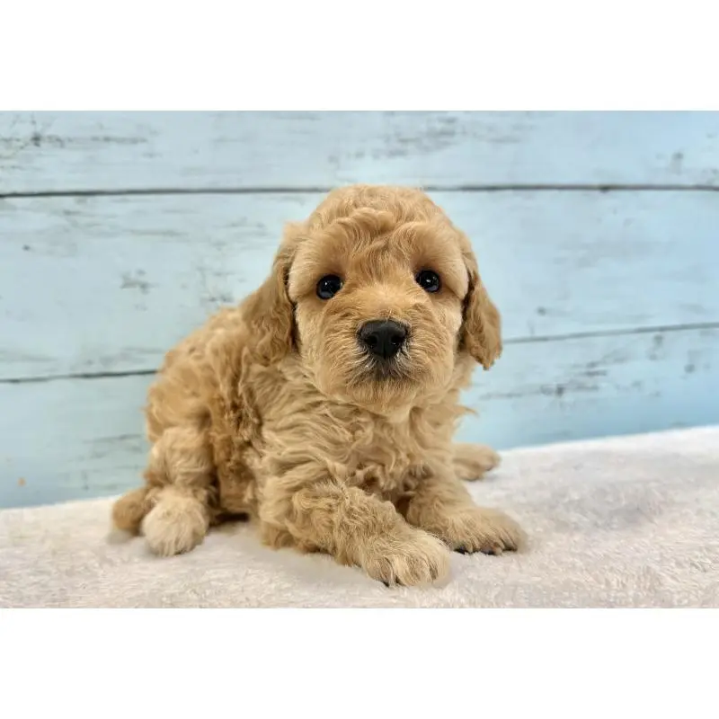 販売中の千葉県のトイプードル-451469の2枚目