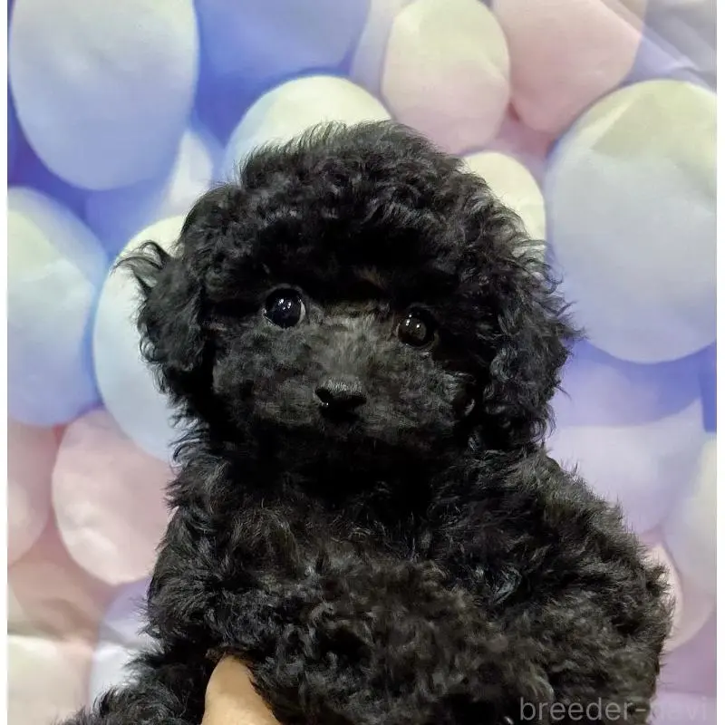 販売中の岐阜県のティーカッププードル-451470の7枚目