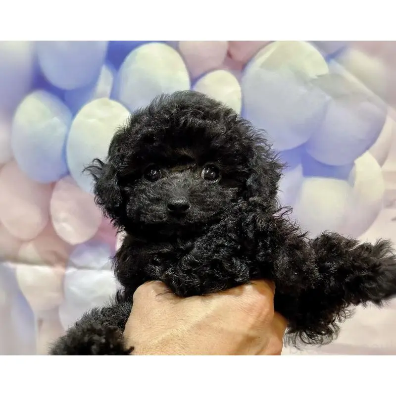 販売中の岐阜県のティーカッププードル-451470の5枚目