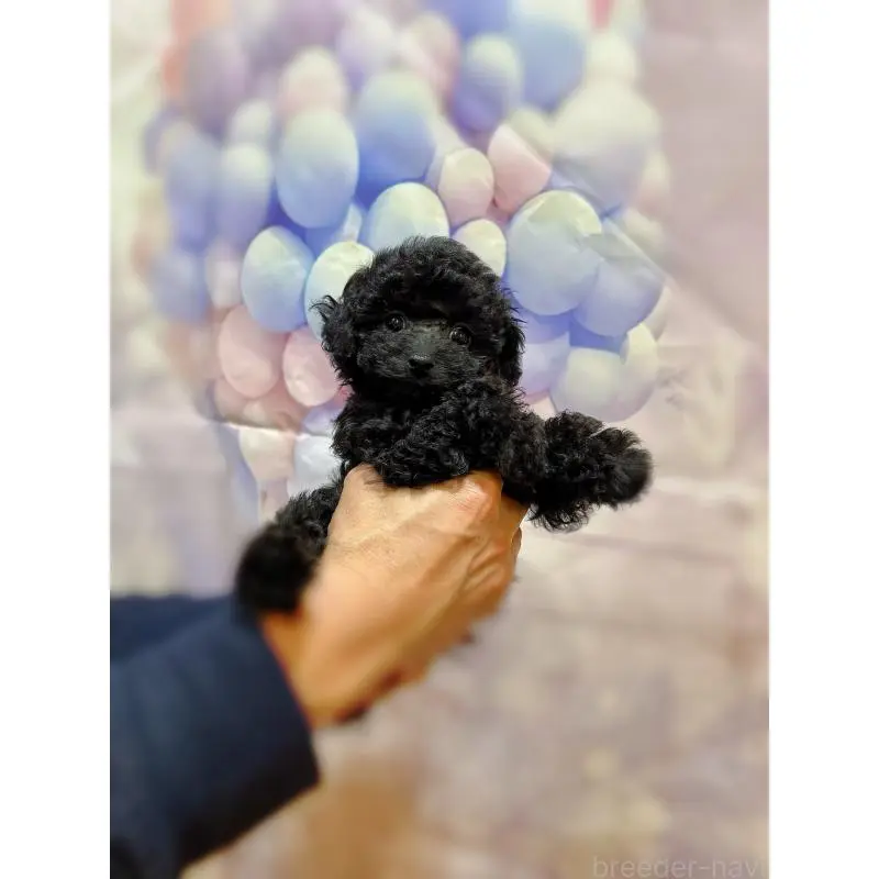 販売中の岐阜県のティーカッププードル-451470の4枚目