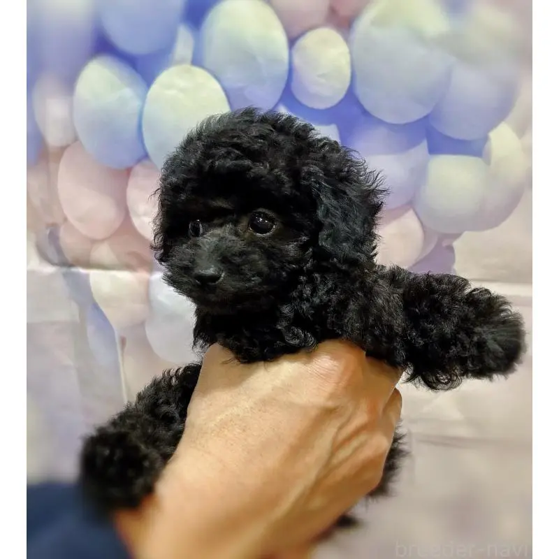 販売中の岐阜県のティーカッププードル-451470の3枚目