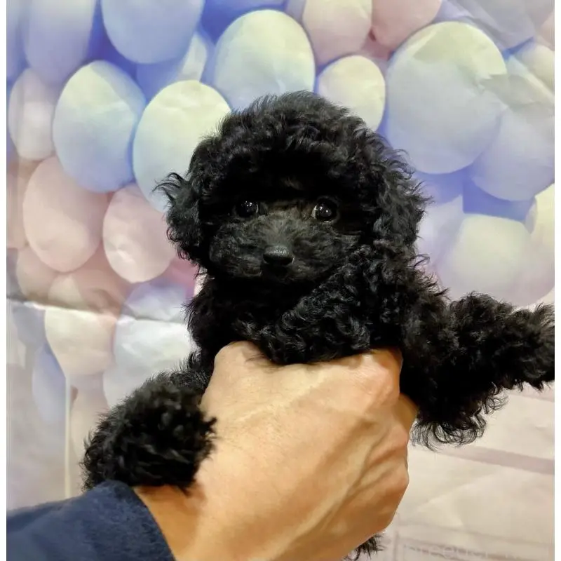 販売中の岐阜県のティーカッププードル-451470の2枚目