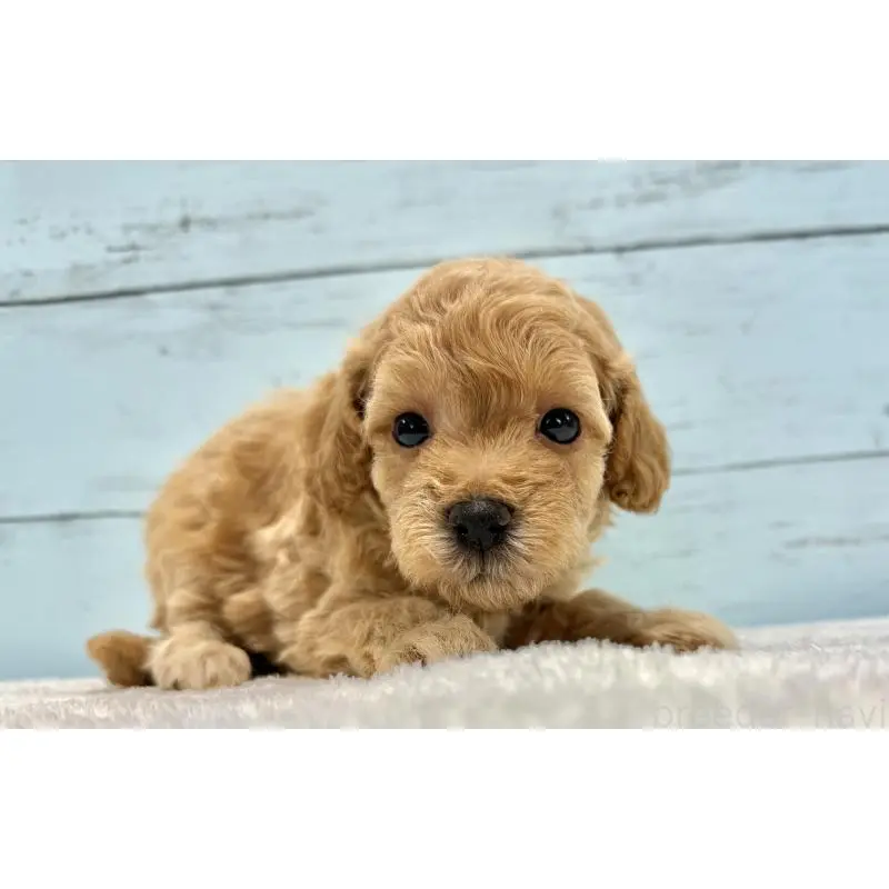 販売中の千葉県のトイプードル-451472の15枚目