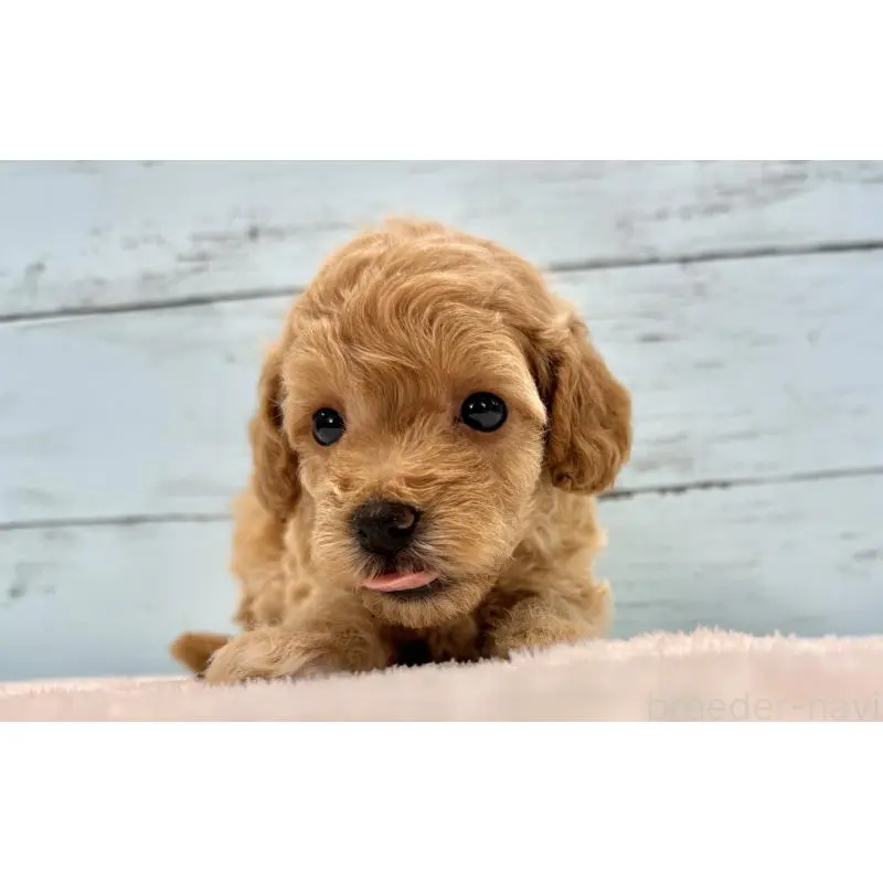 販売中の千葉県のトイプードル-451472の14枚目