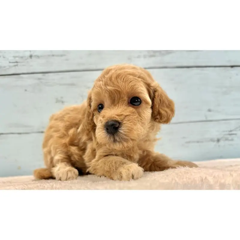 販売中の千葉県のトイプードル-451472の13枚目