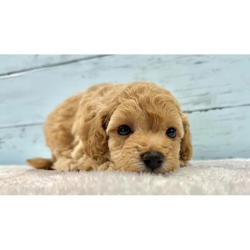 販売中の千葉県のトイプードル-451472の12枚目