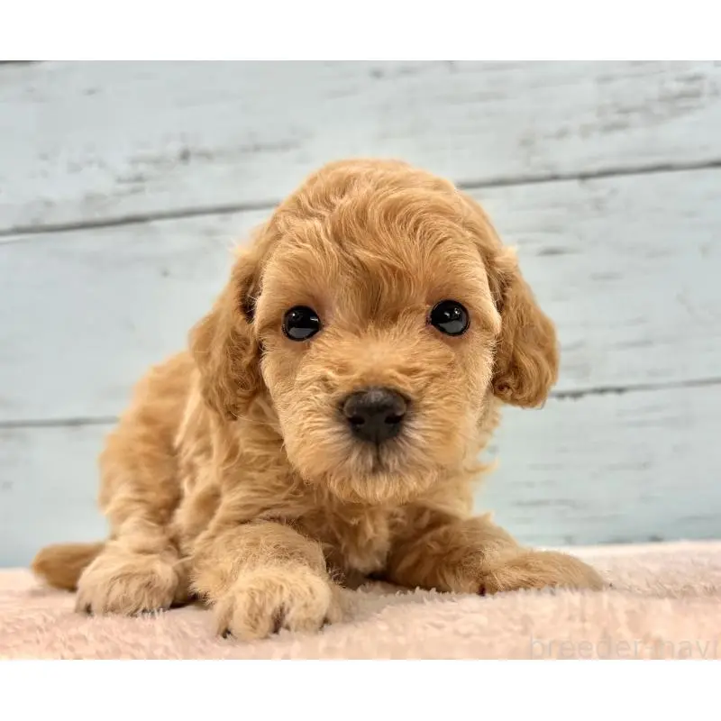 販売中の千葉県のトイプードル-451472の11枚目