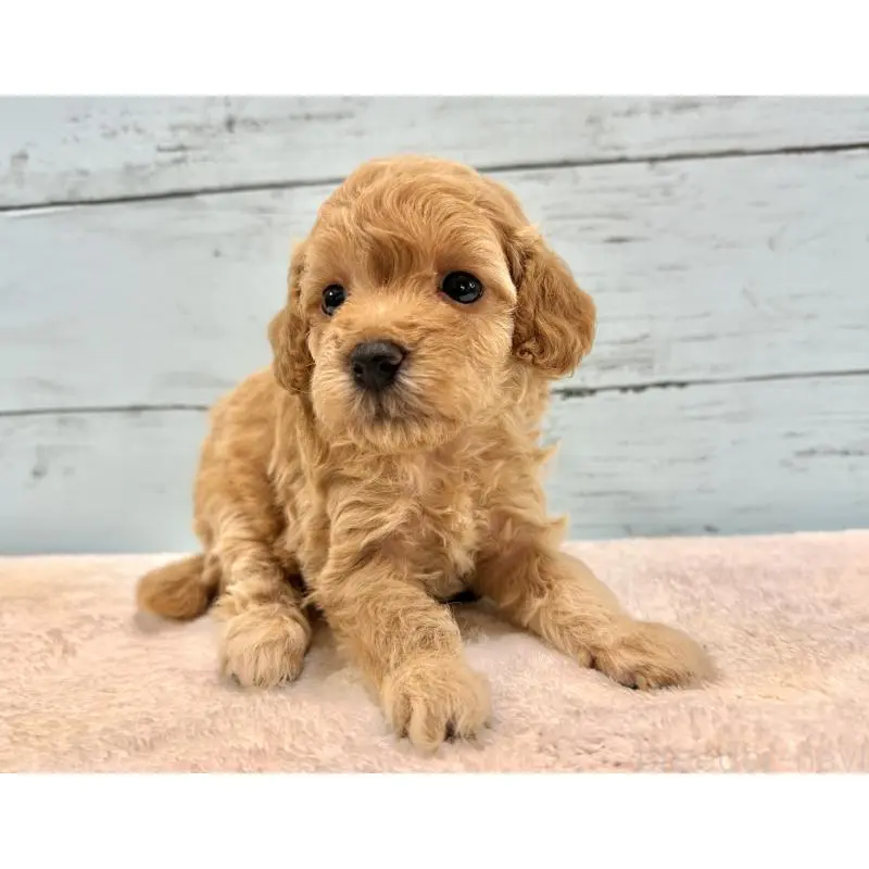 販売中の千葉県のトイプードル-451472の10枚目