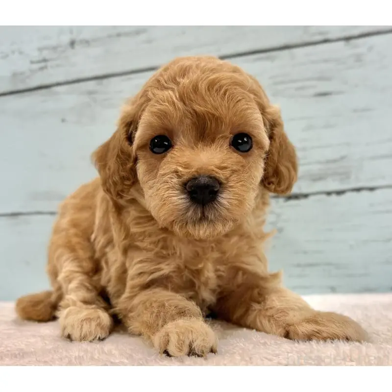 販売中の千葉県のトイプードル-451472の9枚目