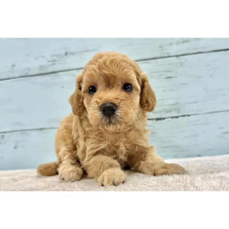 販売中の千葉県のトイプードル-451472の8枚目