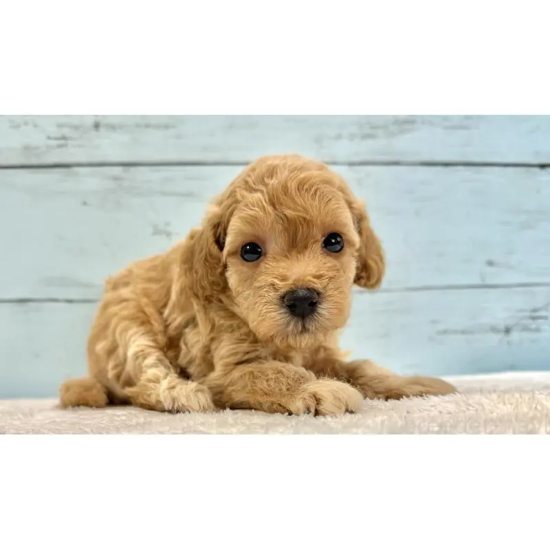 販売中の千葉県のトイプードル-451472の7枚目