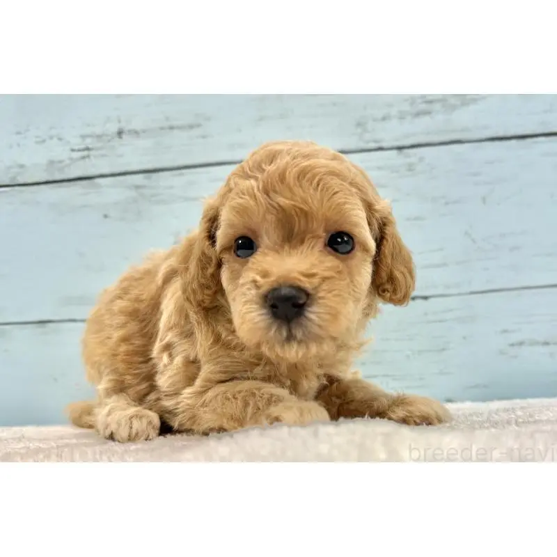 販売中の千葉県のトイプードル-451472の6枚目