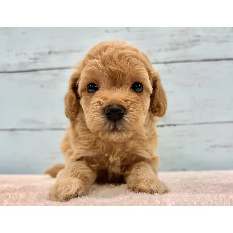 販売中の千葉県のトイプードル-451472の5枚目