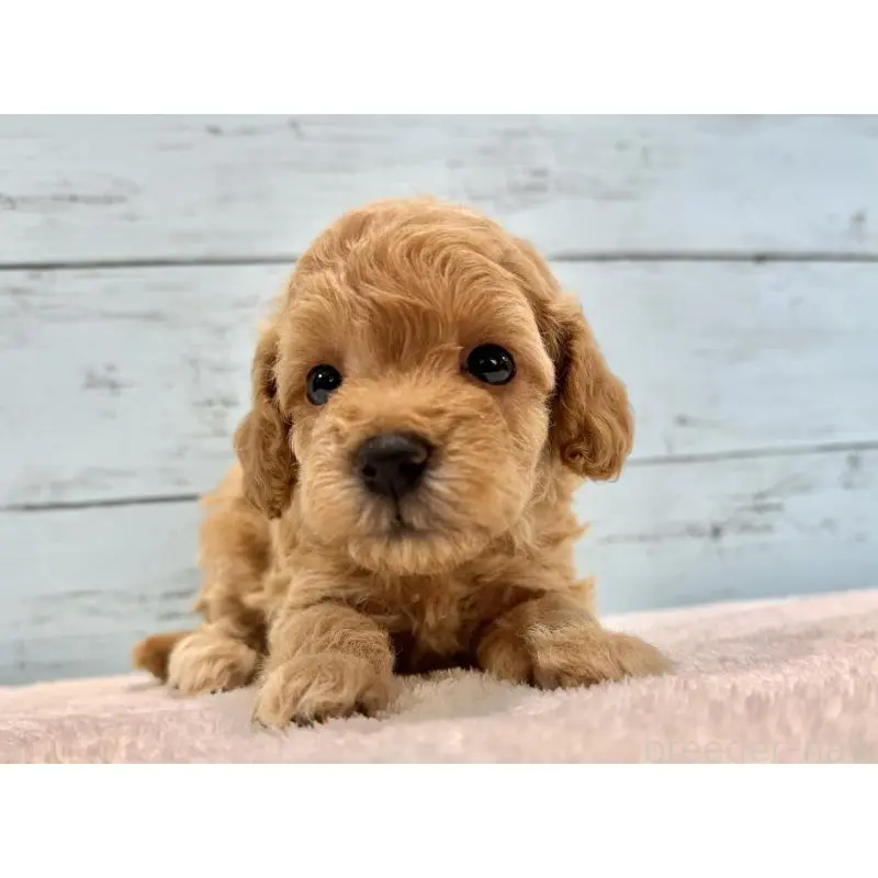 販売中の千葉県のトイプードル-451472の4枚目