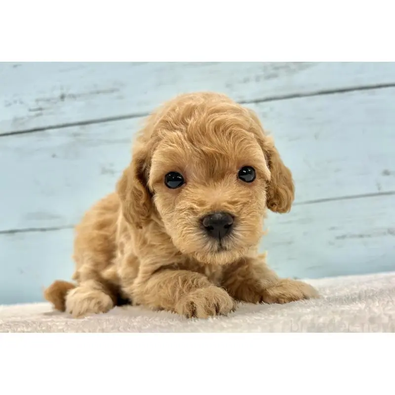 販売中の千葉県のトイプードル-451472の2枚目