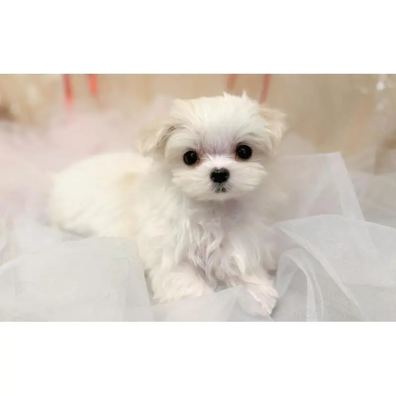 販売中の愛知県のマルチーズ-451471の2枚目