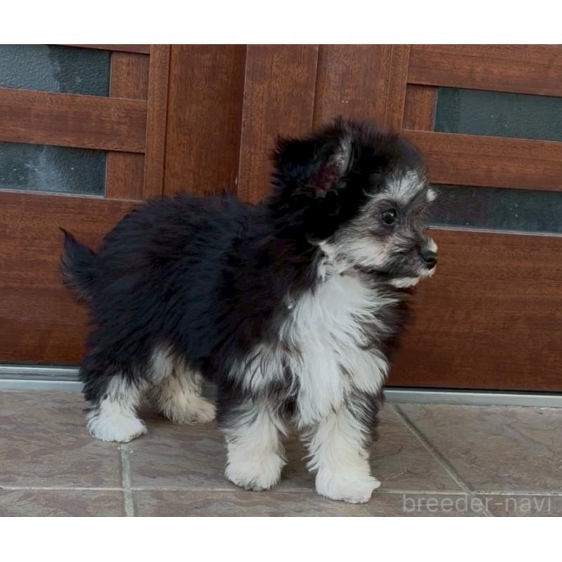 販売中の沖縄県のチワプー:チワワ×トイプードル-441681の2枚目