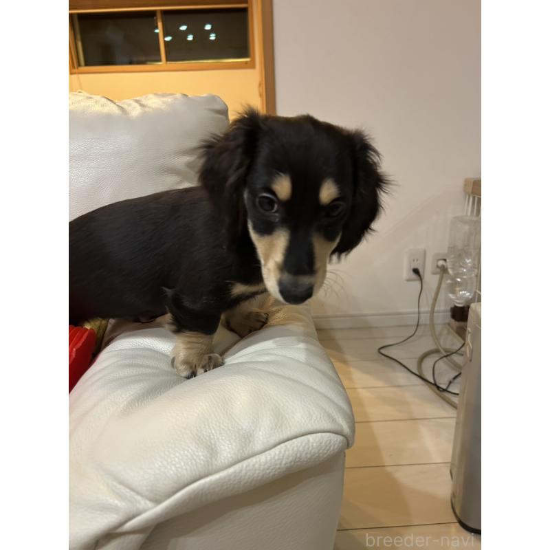 販売中の群馬県のミニチュアダックスフンド(ロングヘアード)-440341