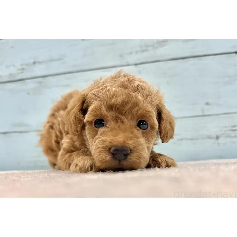 販売中の千葉県のトイプードル-451473の9枚目