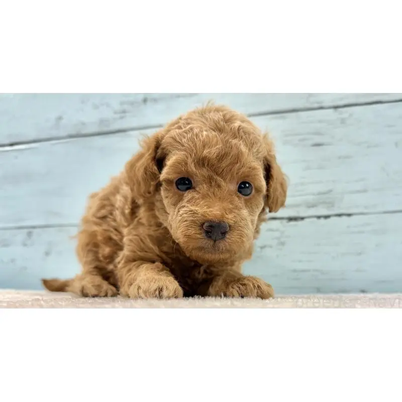 販売中の千葉県のトイプードル-451473の8枚目