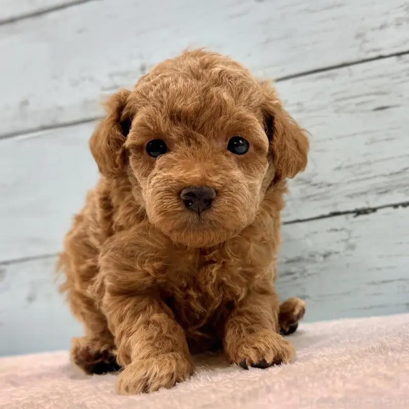 販売中の千葉県のトイプードル-451473の7枚目