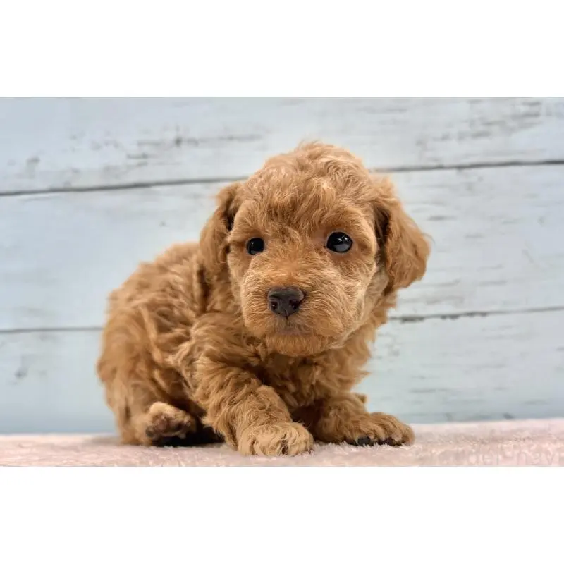 販売中の千葉県のトイプードル-451473の6枚目