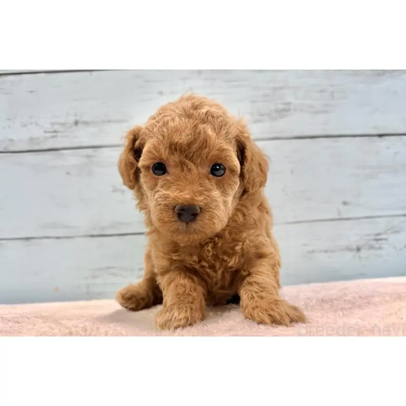 販売中の千葉県のトイプードル-451473の5枚目