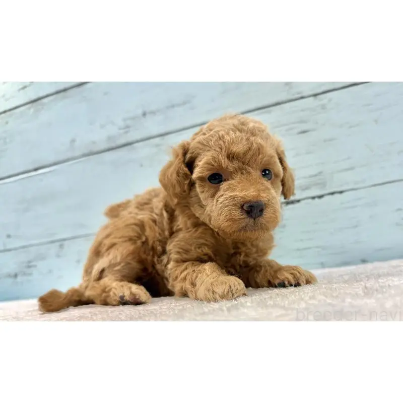 販売中の千葉県のトイプードル-451473の4枚目