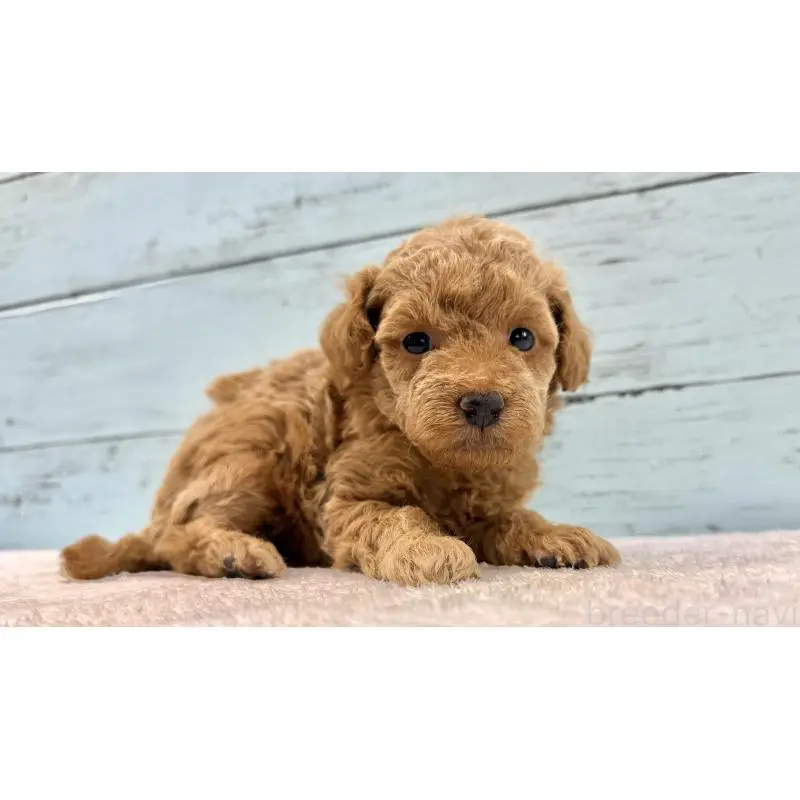 販売中の千葉県のトイプードル-451473の3枚目