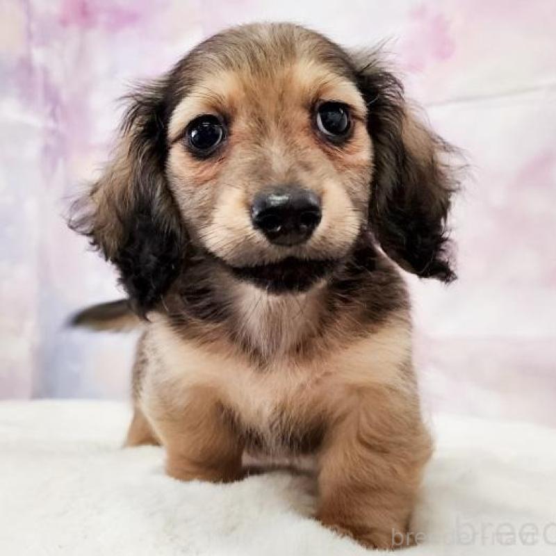 成約済の大阪府のミニチュアダックスフンド(ロングヘアード)-445625の10枚目