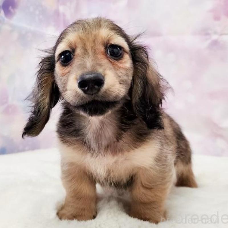 成約済の大阪府のミニチュアダックスフンド(ロングヘアード)-445625の9枚目